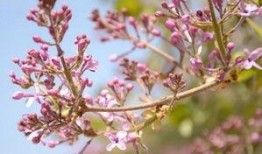 丁香爆料原视频,揭秘原视频背后的惊人真相